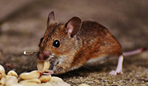 24 Hour & Emergency Exterminators in Battle Ground, WA